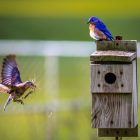 Bluebird Nest Building and Hatching 10 Bluebird Nest Building