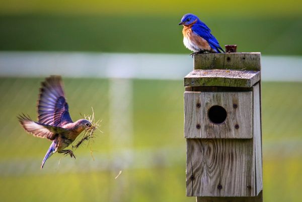 Bluebird Nest Building