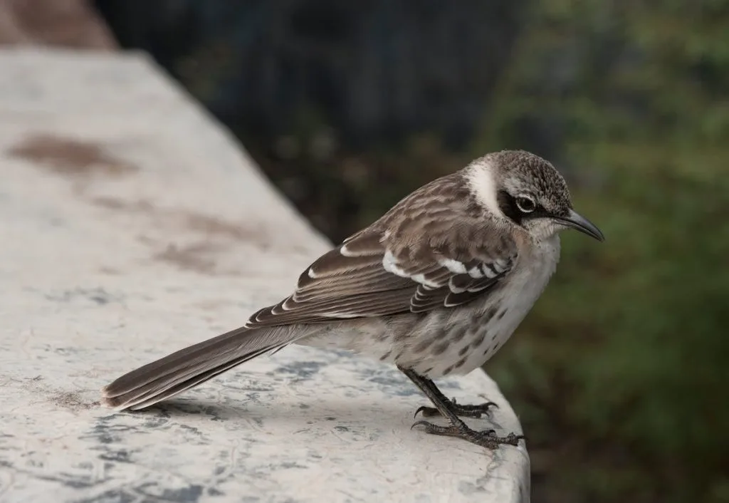 Discovering the Origins of Bird Names