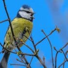 Eurasian Blue Tit Bird Overview 7 Eurasian Blue Tit Bird Overview