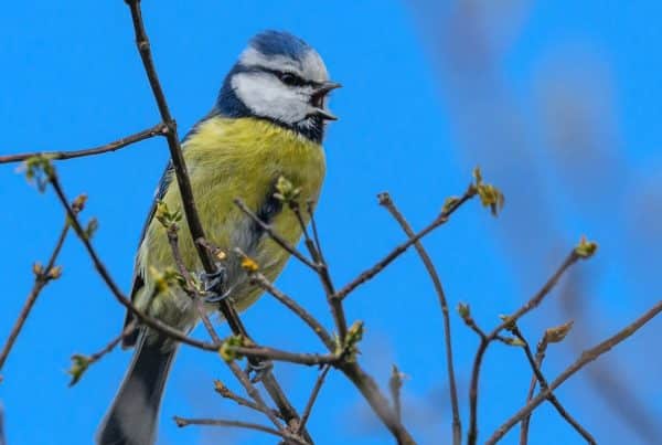 Eurasian Blue Tit Bird Overview 10 Eurasian Blue Tit Bird Overview