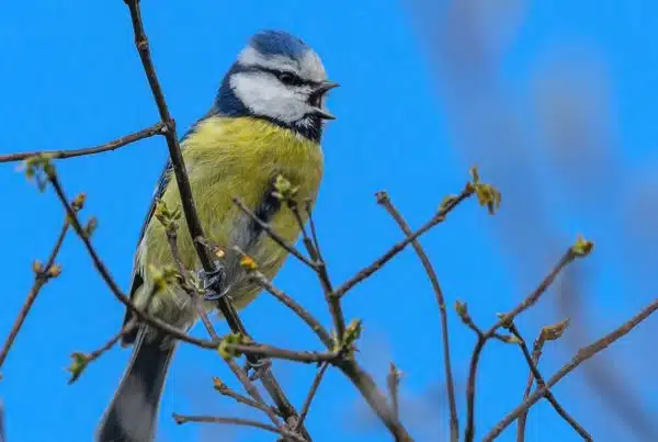 Eurasian Blue Tit Bird Overview 9 Eurasian Blue Tit Bird Overview