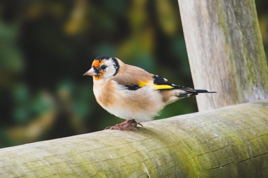 European Goldfinch Bird Introduction - Overview 11 European Goldfinch Bird Introduction - Overview