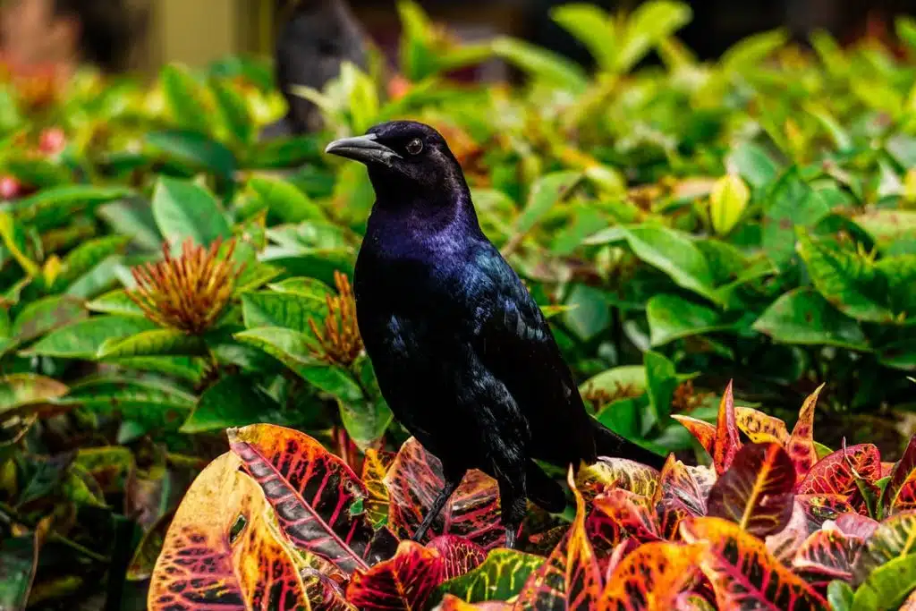 Florida Blackbirds