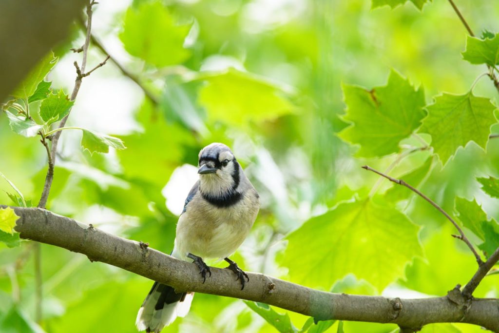 Gray Jays- Canada Jays 12 Fun FactsAbout