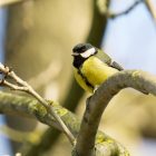 Great Tit Bird introduction