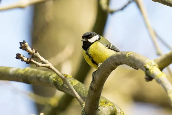 Great Tit Bird introduction and Overview 8 Great Tit Bird introduction