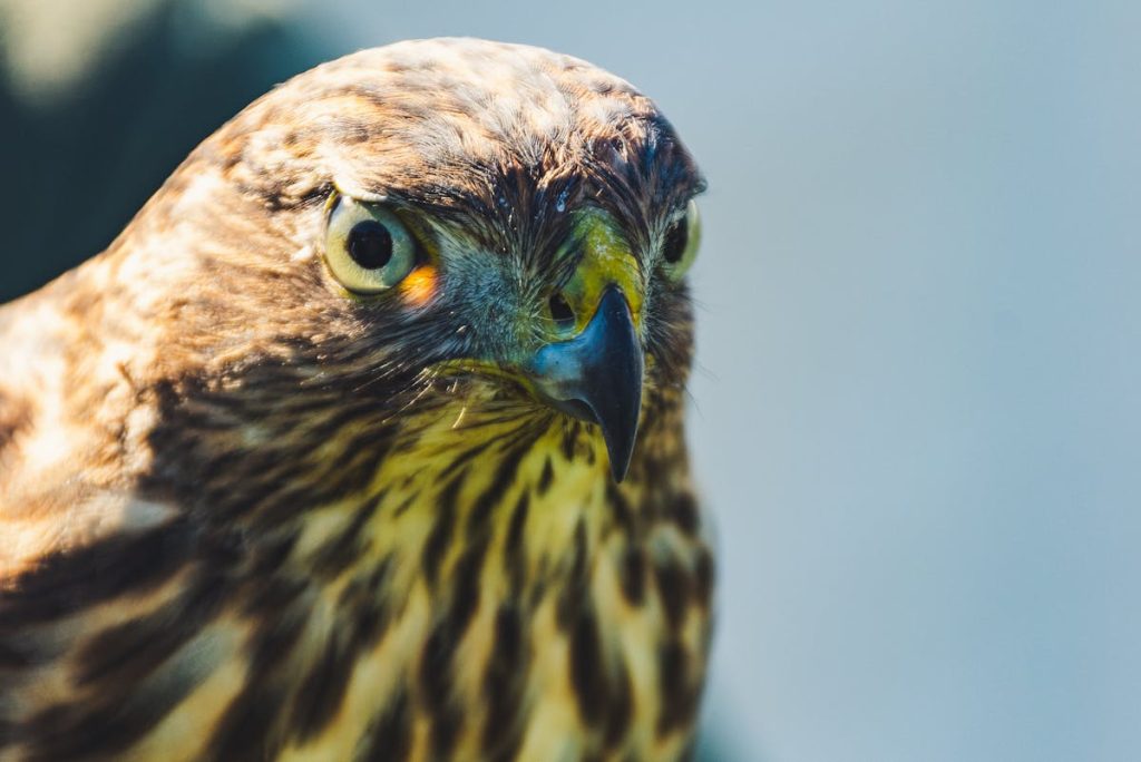 Hawk Spiritual Meaning
