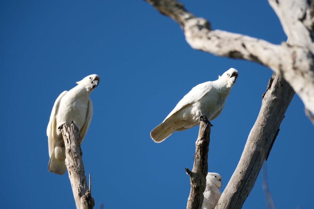 How to Entice Birds to Feeders