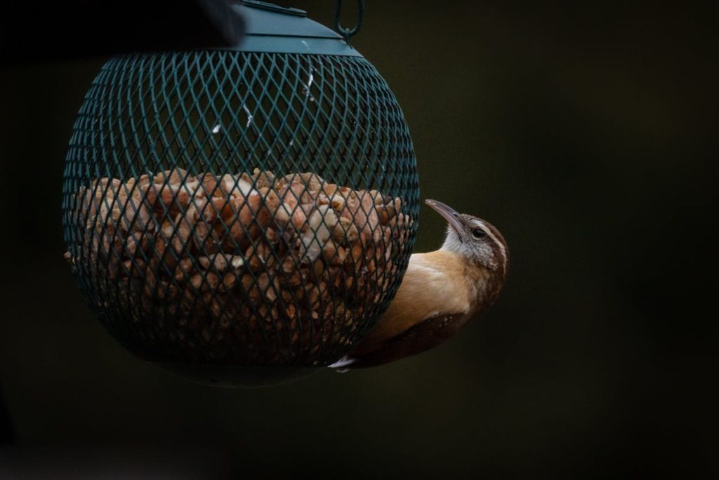 Make or Buy Bird Feeders