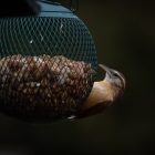 How to Make or Buy Bird Feeders for Your Garden? 11 Make or Buy Bird Feeders