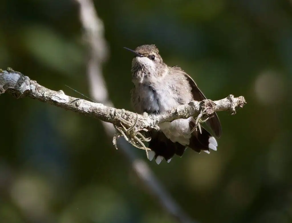 Identifications Black-Chinned Hummingbird & Characteristics