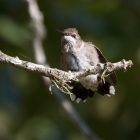Identifications Black-Chinned Hummingbird & Characteristics