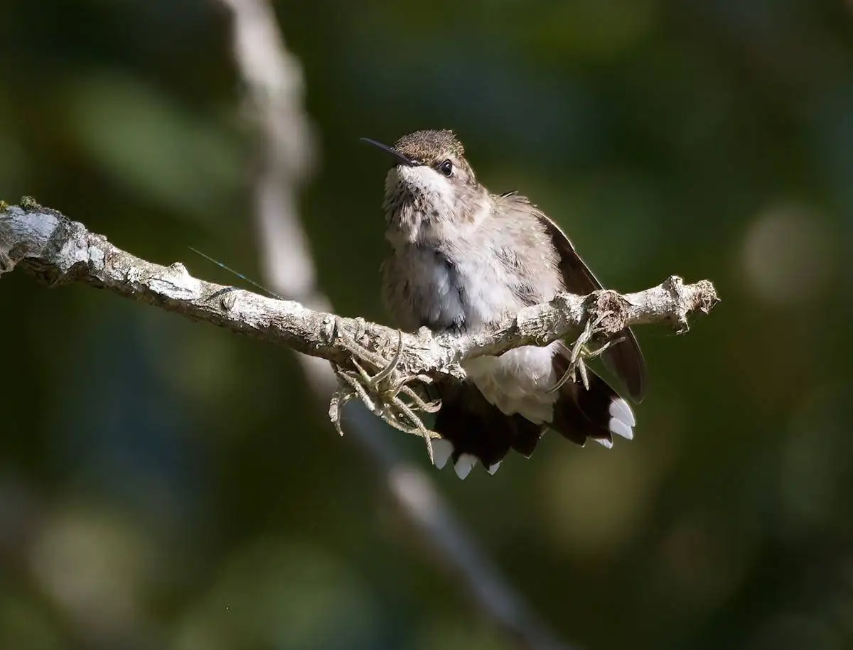 Identifications Black-Chinned Hummingbird & Characteristics