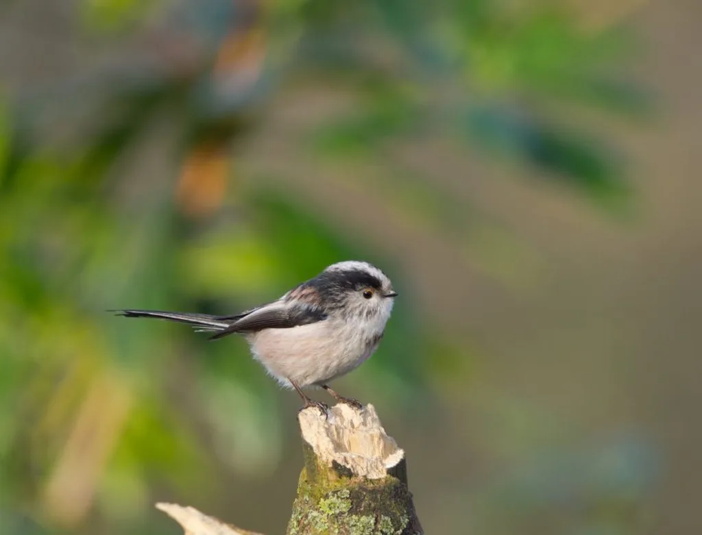 Long tailed tit bird Symbolization