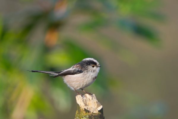 Long tailed tit bird Symbolization