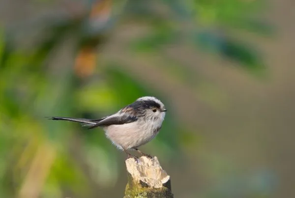 Long tailed tit bird Symbolization 9 Long tailed tit bird Symbolization