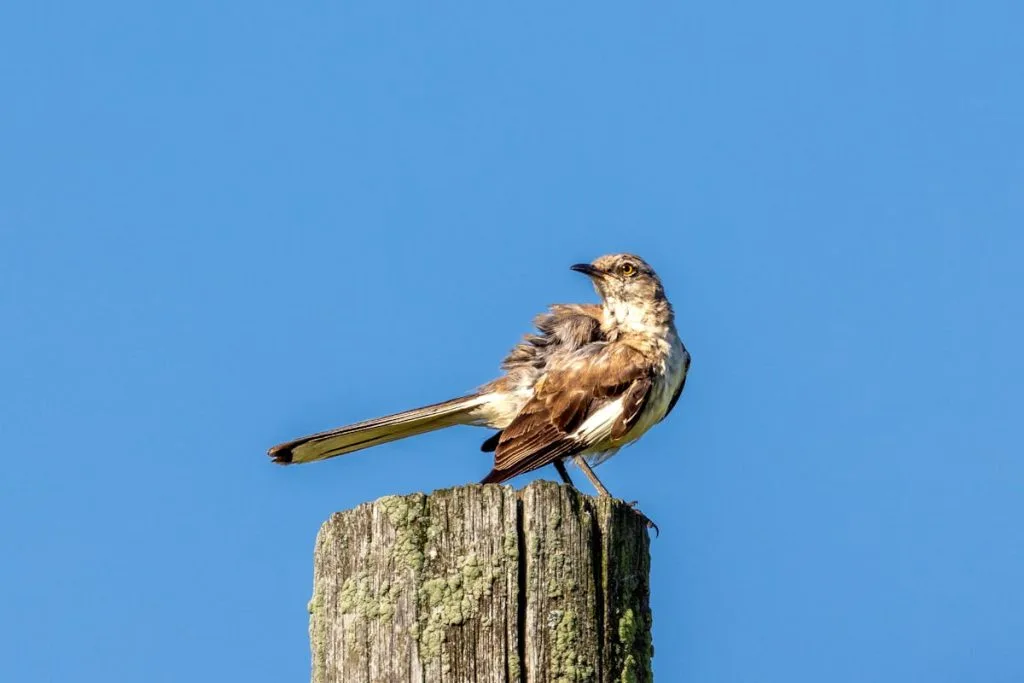 Northern Mockingbird Bird