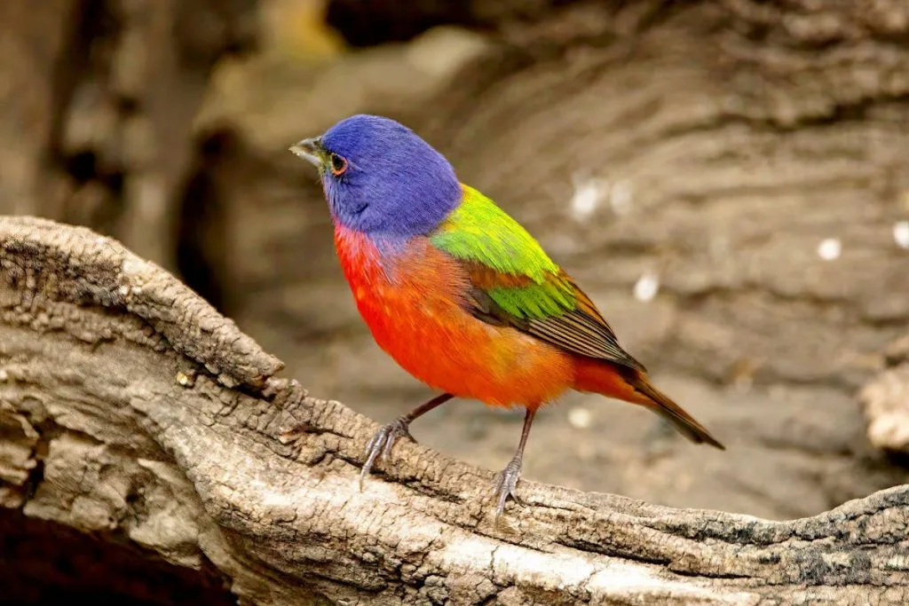 Painted Bunting Bird