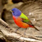 Painted Bunting Bird – Overview 9 Painted Bunting Bird