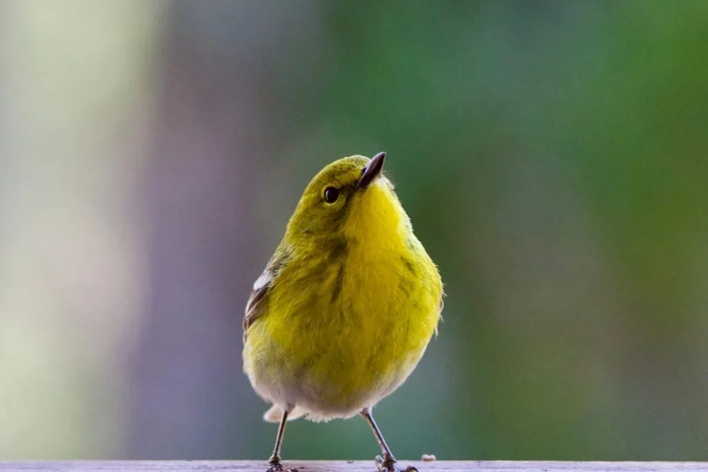 Pine Warbler Bird - Overview