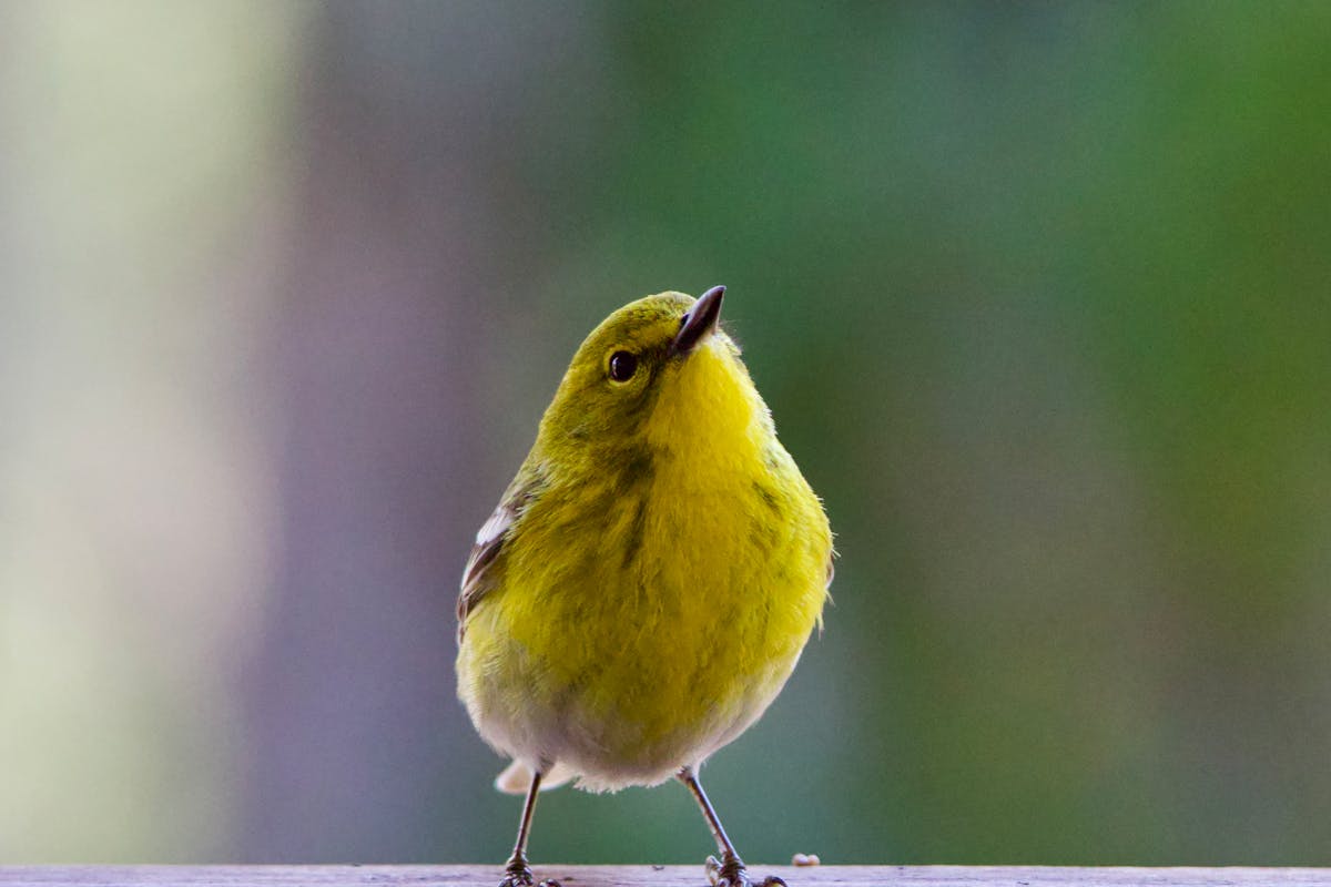 Pine Warbler Bird – Overview