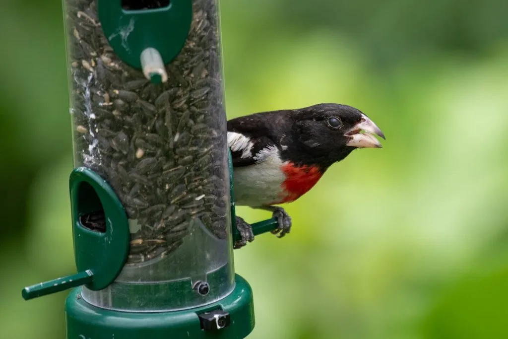 Rose-Breasted Grosbeak Introduction