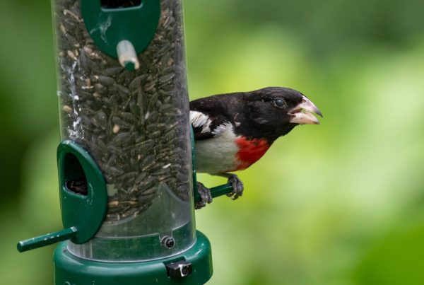 Rose-Breasted Grosbeak | Introduction 7 Rose-Breasted Grosbeak Introduction