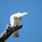 Scary Bird Myths and Legends: Halloween Special 11 Scary Bird Myths and Legends Halloween Special