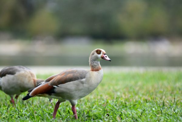Texas Birds Introduction and Identification 4 Texas Birds Introduction