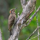 Ideal Present for the Bird Enthusiasts
