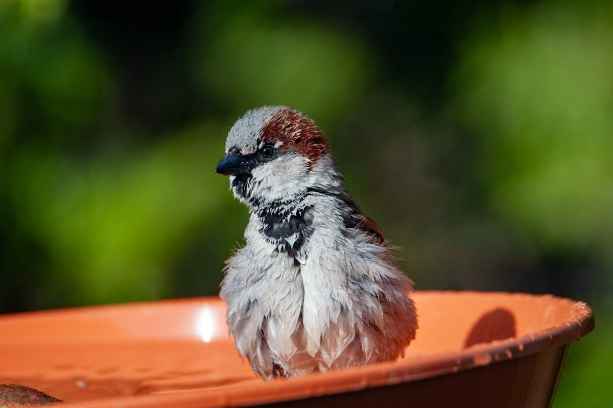 Heated Bird Bath – The Ultimate Guide 1 The Importance of Heated Bird Baths in Winter