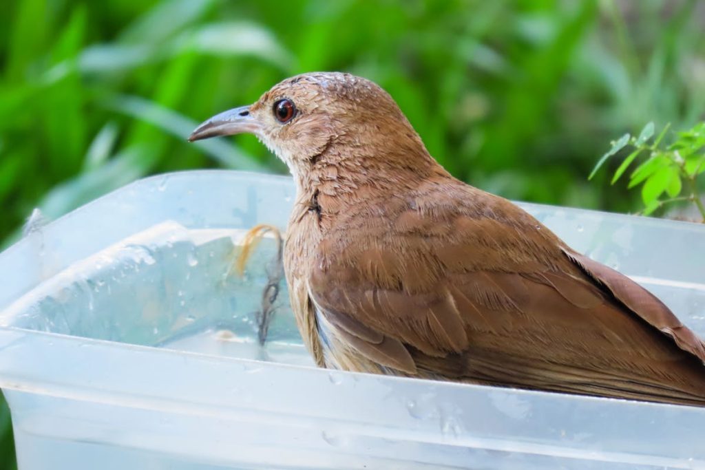 The Importance of Heated Bird Baths in Winter