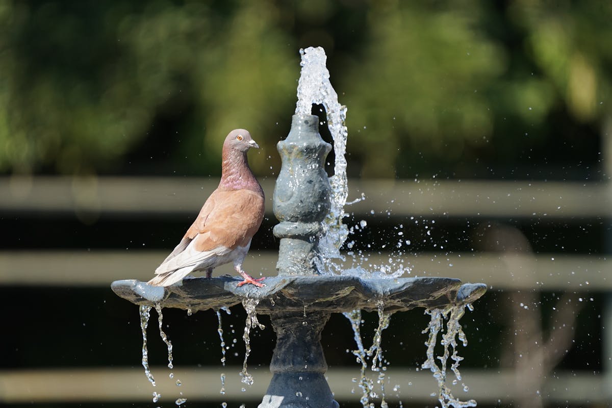 Heated Bird Bath – The Ultimate Guide 2 Heated Bird Baths in Winter
