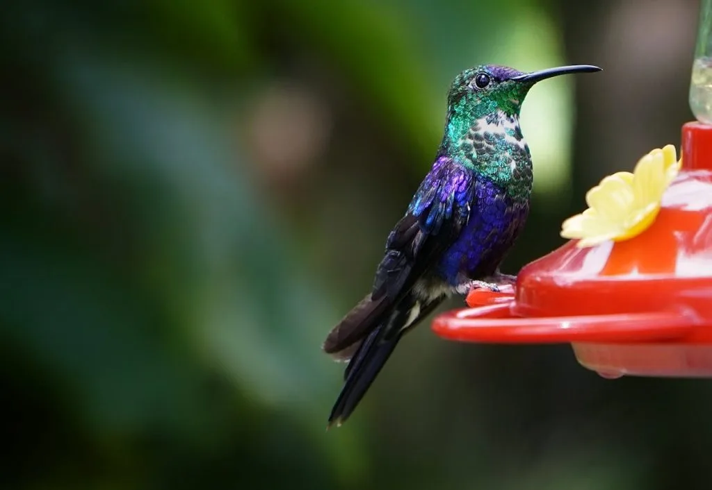 Tips For Bird Feeder Maintenance