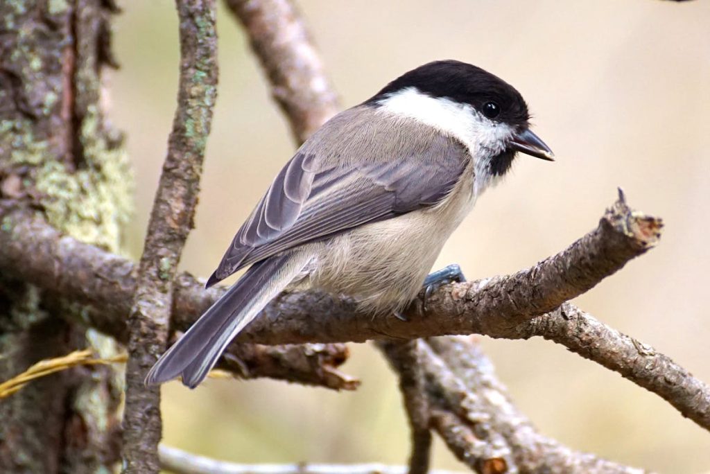Tufted Titmouse