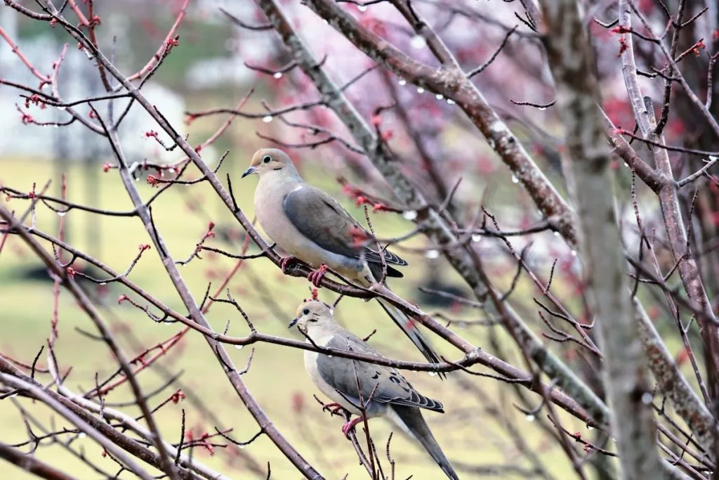 Virginia Birds Introduction