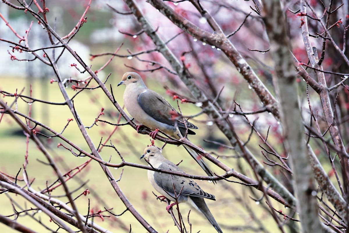 Virginia Birds Introduction
