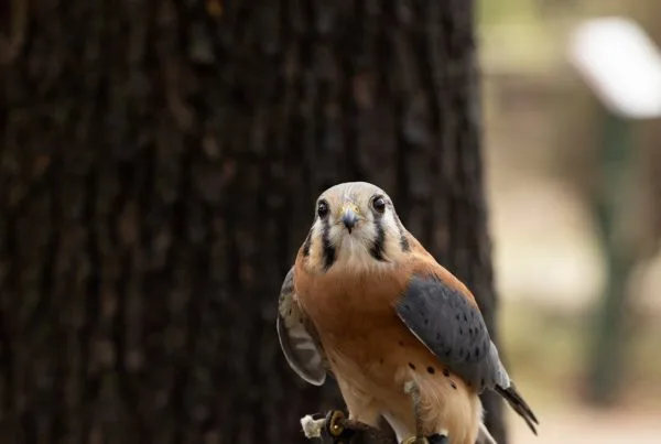What do hawks eat in winter along the whole day 4 What Do Hawks Eat Asking What Do Hawks Eat
