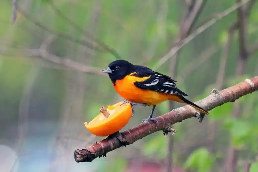 What Do Orioles Eat