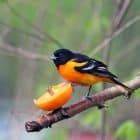 What Do Orioles Eat: How to Feed Orioles 8 What Do Orioles Eat