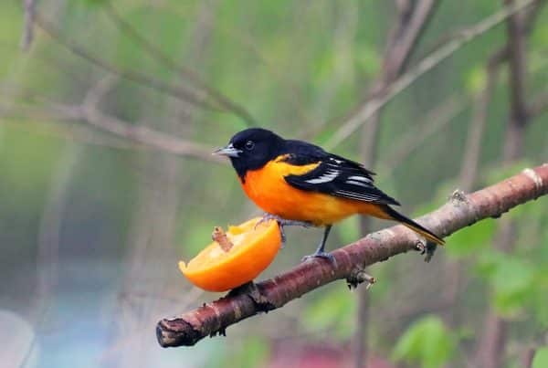 What Do Orioles Eat: How to Feed Orioles 6 What Do Orioles Eat
