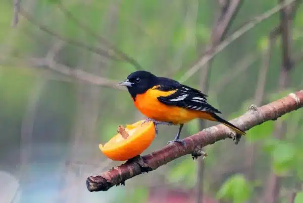 What Do Orioles Eat