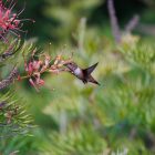 What do hummingbirds eat? - Ultimate Guide 9 Hummingbird Hawk Moths
