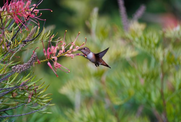 Hummingbird Hawk Moths