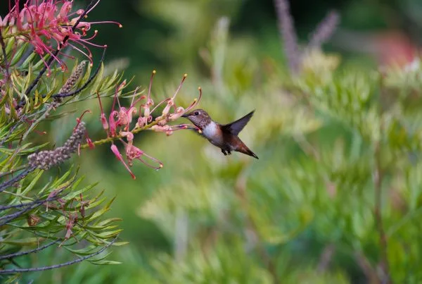 What do hummingbirds eat? - Ultimate Guide 10 Hummingbird Hawk Moths