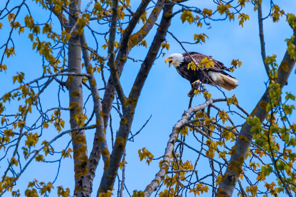 A hawk perched, illustrating the theme of unusual bird names
