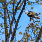 The Strange Origins of Bird Names 10 A hawk perched, illustrating the theme of unusual bird names