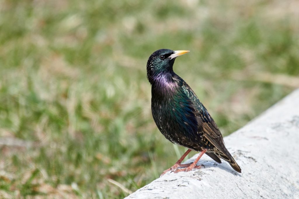 A Painted Bunting, one of the most colorful birds in North America