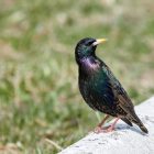 The 10 Most Beautiful Birds in the World 8 A Painted Bunting, one of the most colorful birds in North America